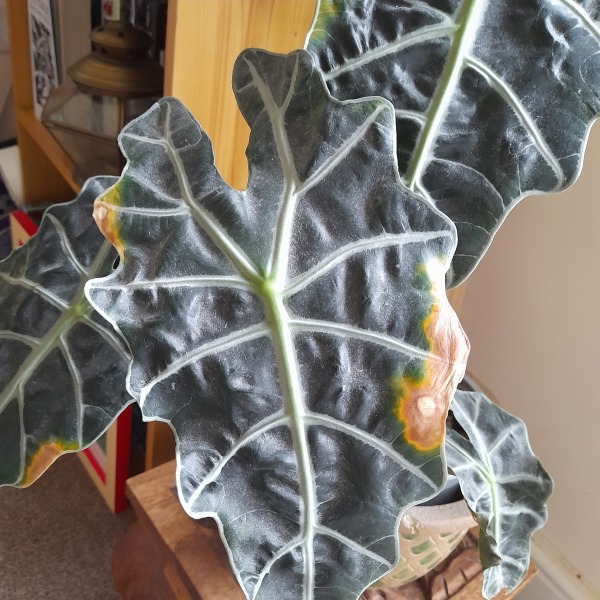 Elephant ear in trouble!