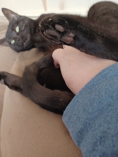 Cats used to be worshiped as Gods...