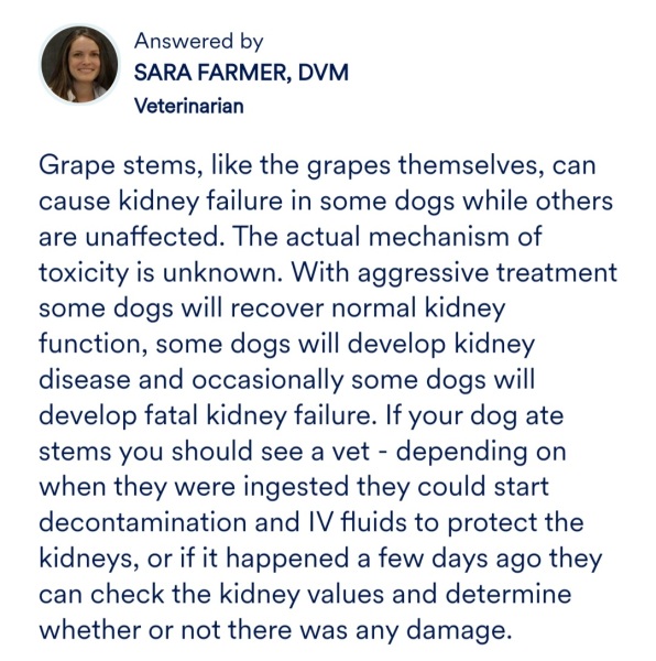 Urgent - are grapes stalks poisonous to dogs?