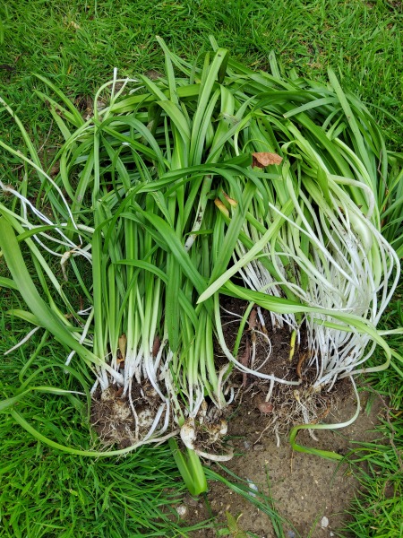 Plant id help please