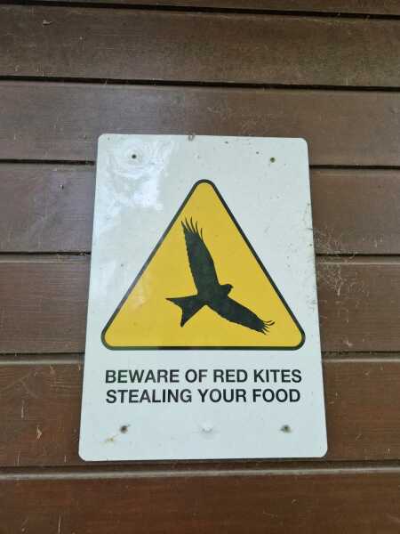 Why are seagulls such a pain?! 