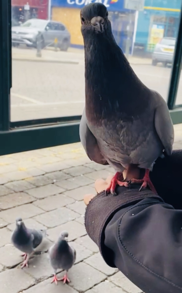 I have a pigeon nesting just outside my sitting room window and she is so cute