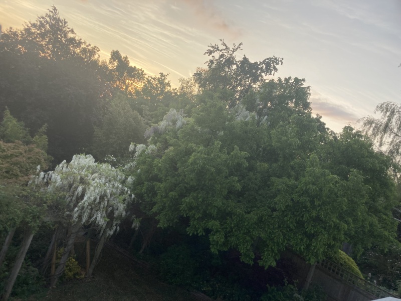 After SEVEN years my wisteria has finally burst into bloom