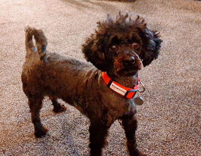 Where are all the poodles?