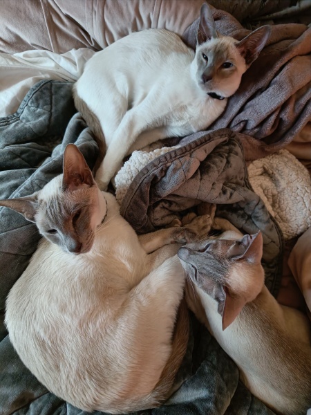 Let's have a happy thread. Show me your kitties.