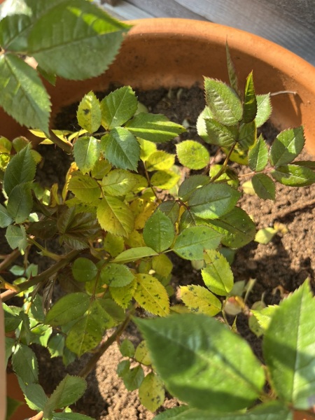 What's wrong with my rose plant