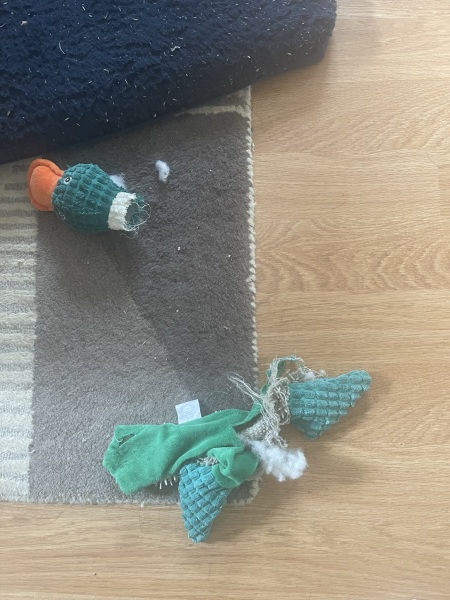 Puppy toys recommendations 