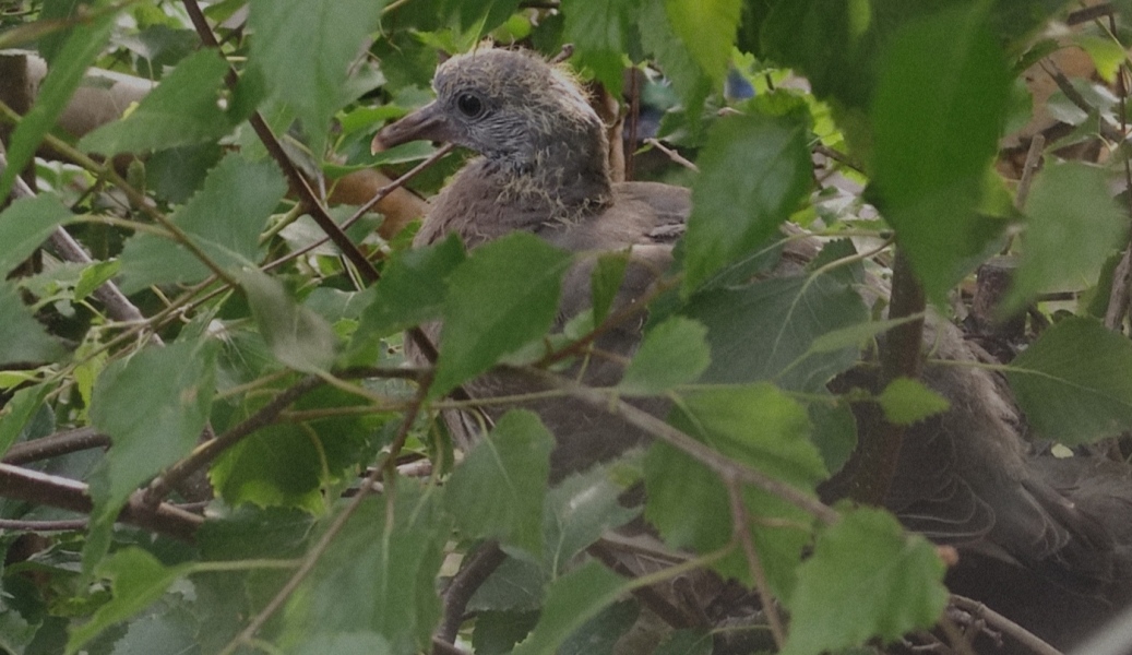 I have a pigeon nesting just outside my sitting room window and she is so cute