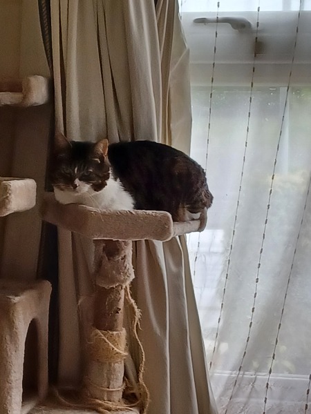 Cats used to be worshiped as Gods...