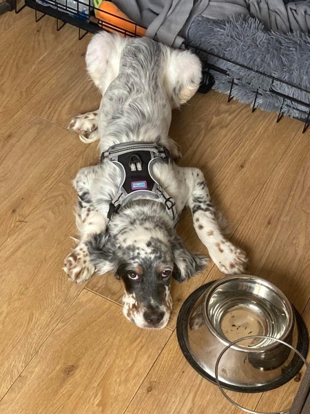 Puppy survival thread part 2