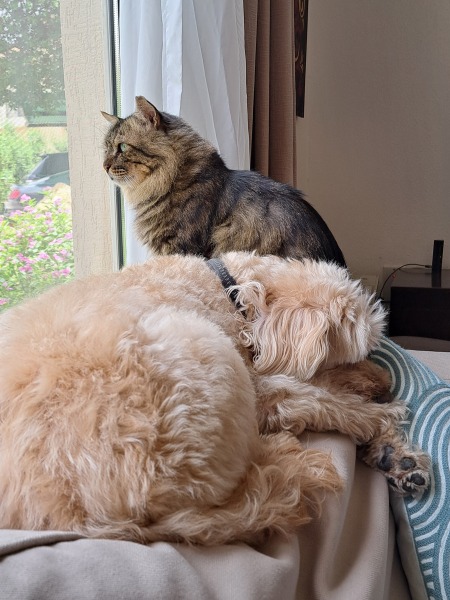 Siberians