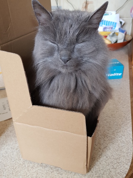 Cats used to be worshiped as Gods...