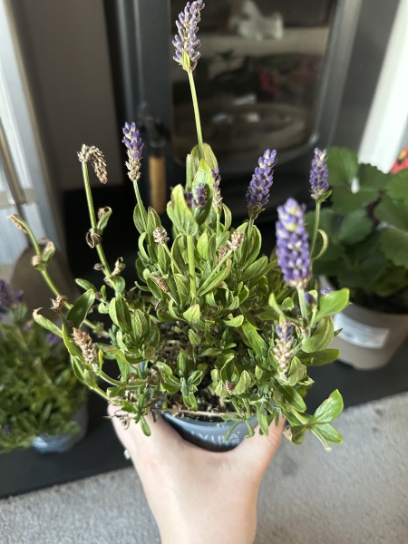 Lavender TLC