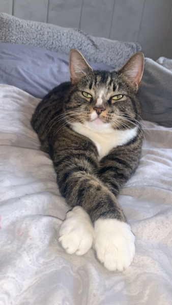 Missing Cat