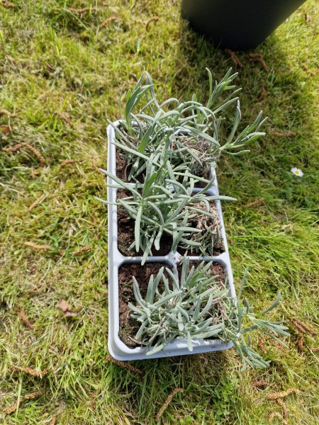 Can this lavender be revived?! 