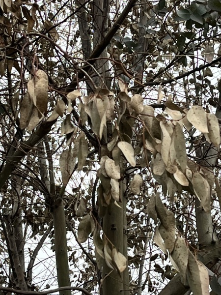 Is my eucalyptus tree dead? (Pic included)