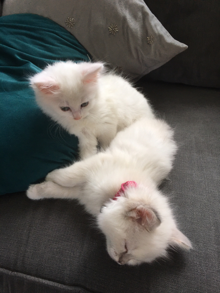 Has anyone ever got a kitten for their child and regretted it?