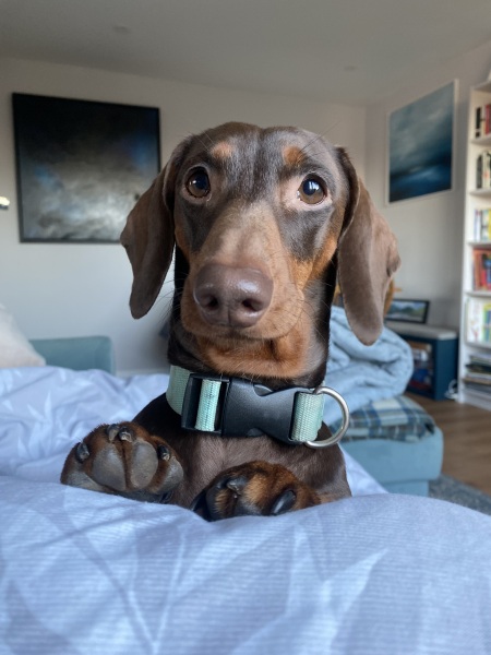 Curtains help - pic of dog included!