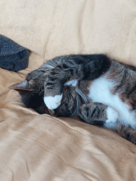 Squinting eye...cattery tomorrow...vets? 