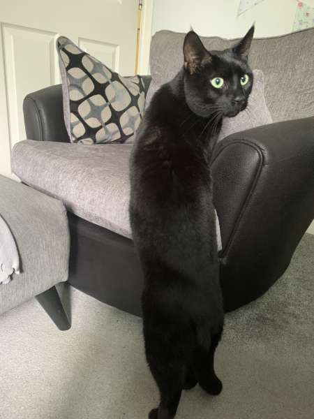 Cats used to be worshiped as Gods...