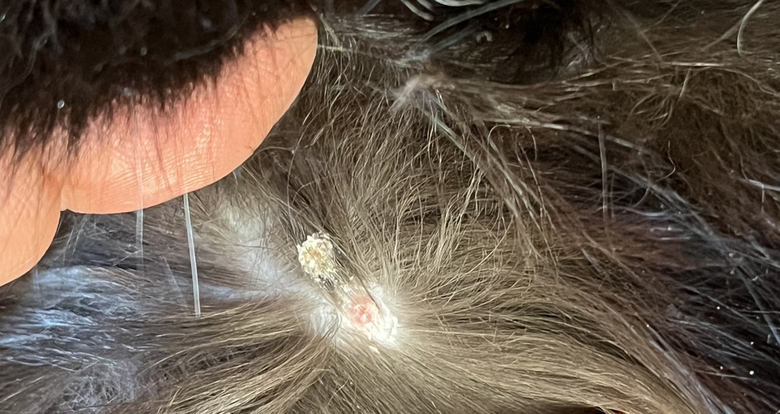 Is this a tick on my older kitten’s back? 