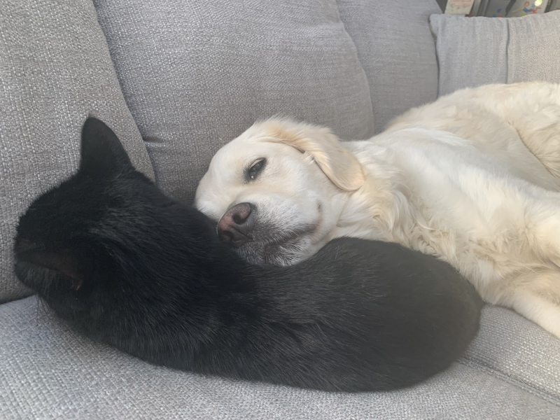 Dog breed! Can I ask for suggestions?