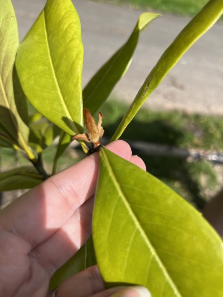 Is this a magnolia?