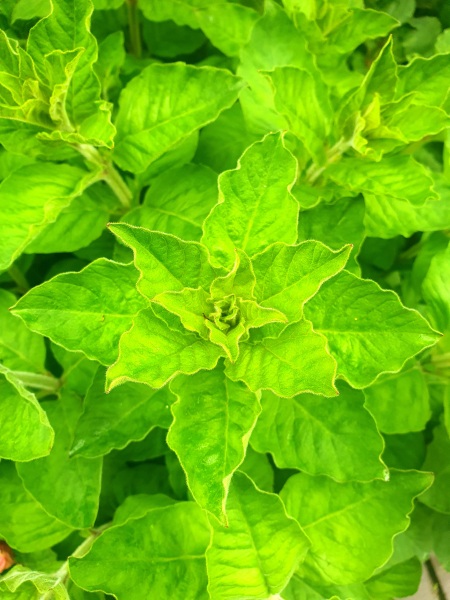 What is this plant please?
