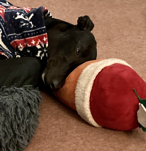 What is your dog's life story?