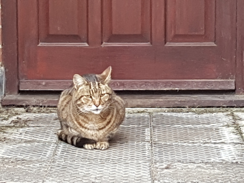 Thug cat part 5 - For he will not do destruction, if he is well-fed, neither will he spit without provocation.
