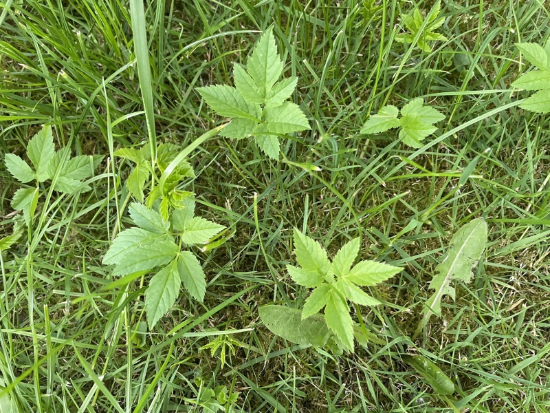 Plant identification