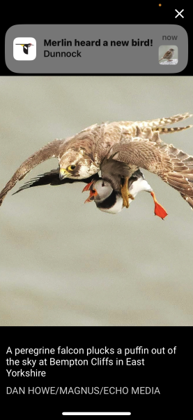 To tell you about the Merlin app - Shazam for birds?