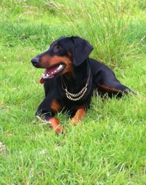 Thinking of getting a Dobermann pup 