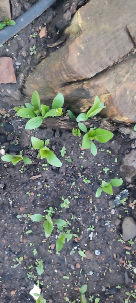 Any ideas what these are?