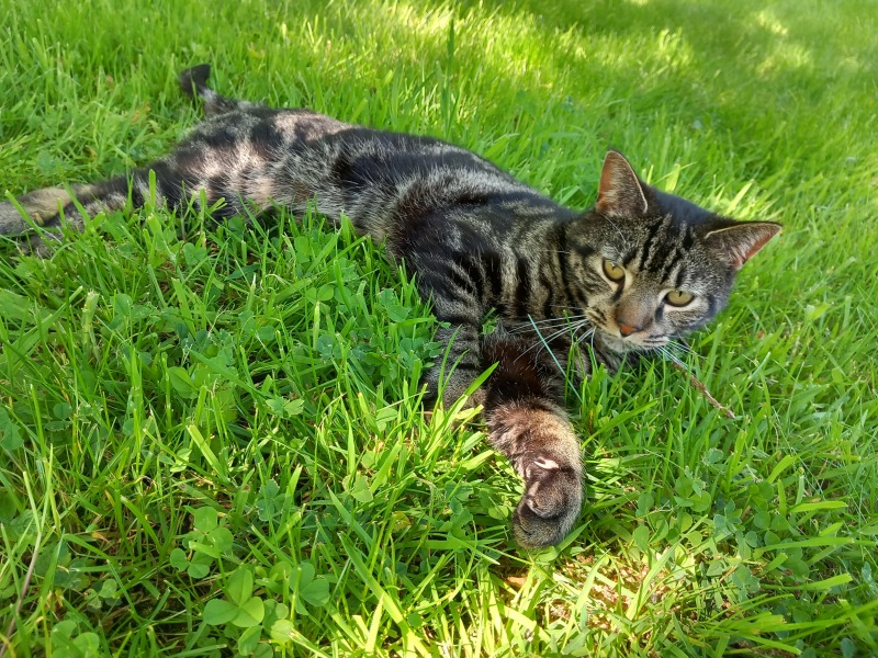 Let's have a happy thread. Show me your kitties.