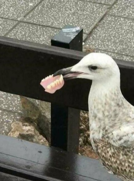 Why are seagulls such a pain?! 