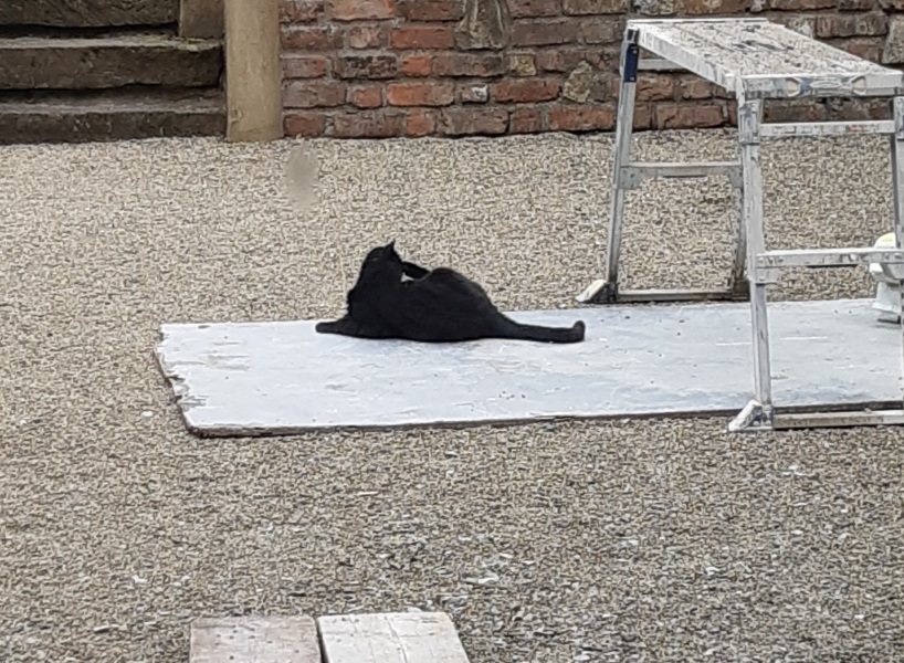 How many black cats...