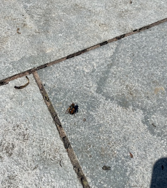 What kind of bee is this ? 