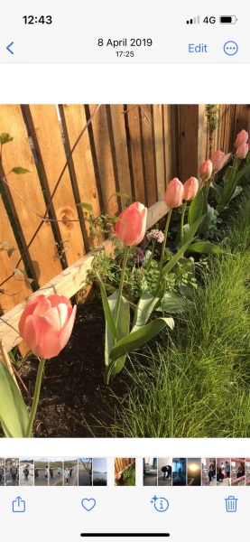 Tulips