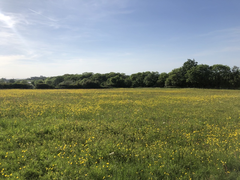 Lack of insects, birds starving