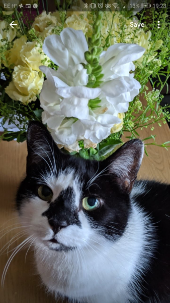 Cat with cancer