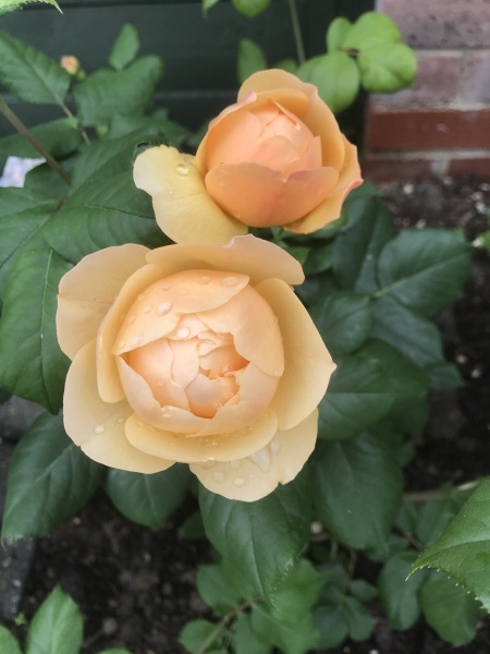 Orange rose - scented but blooms not too big 