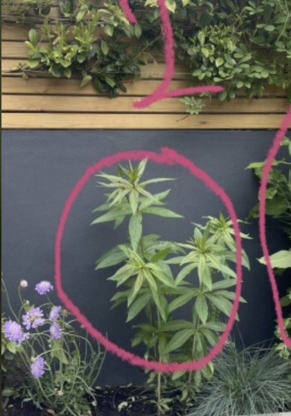 Complete Dunce - Weeds or Plants?