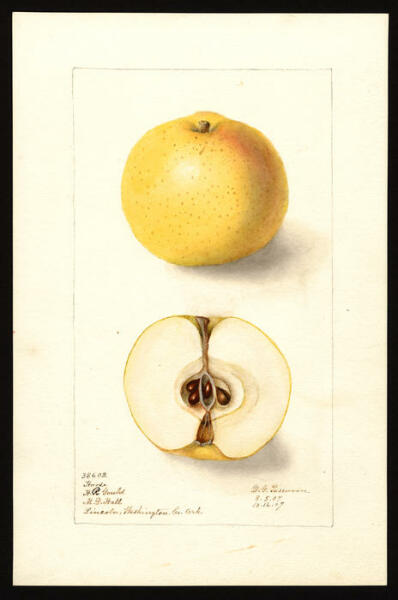 Apple Pie - please help me