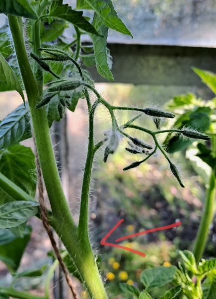 Which tomato shoot to pinch?