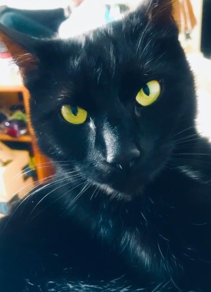 Are there any vets about?