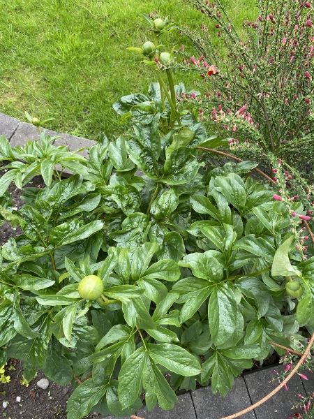 Have your peonies sprouted yet?