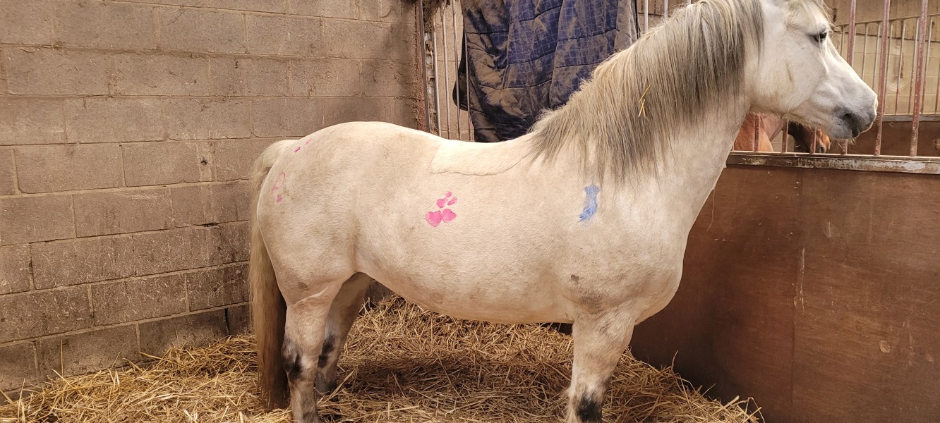 Would I be mad to start horse riding again at 45? 