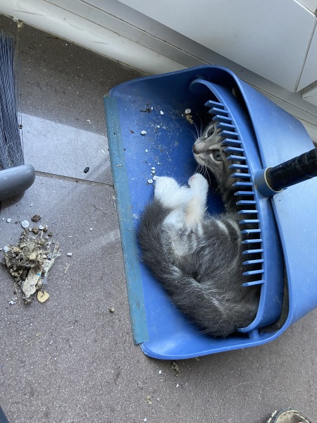 Let's have a happy thread. Show me your kitties.