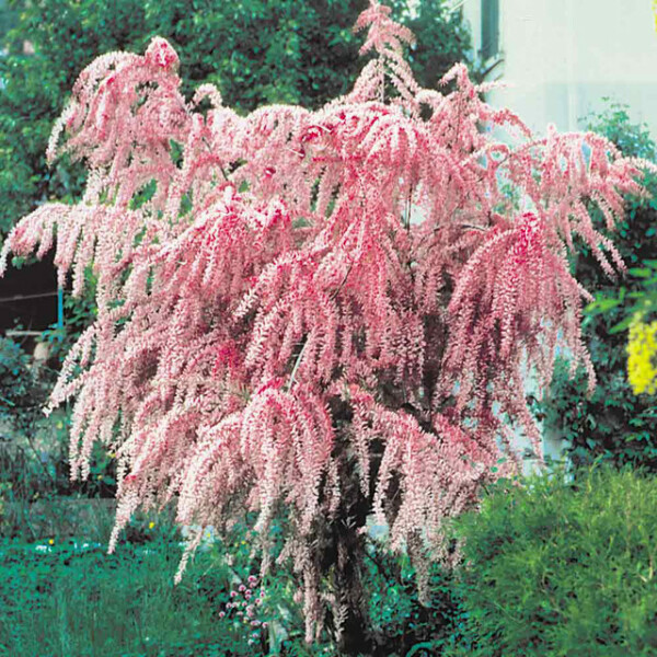 Tamarix any advice?